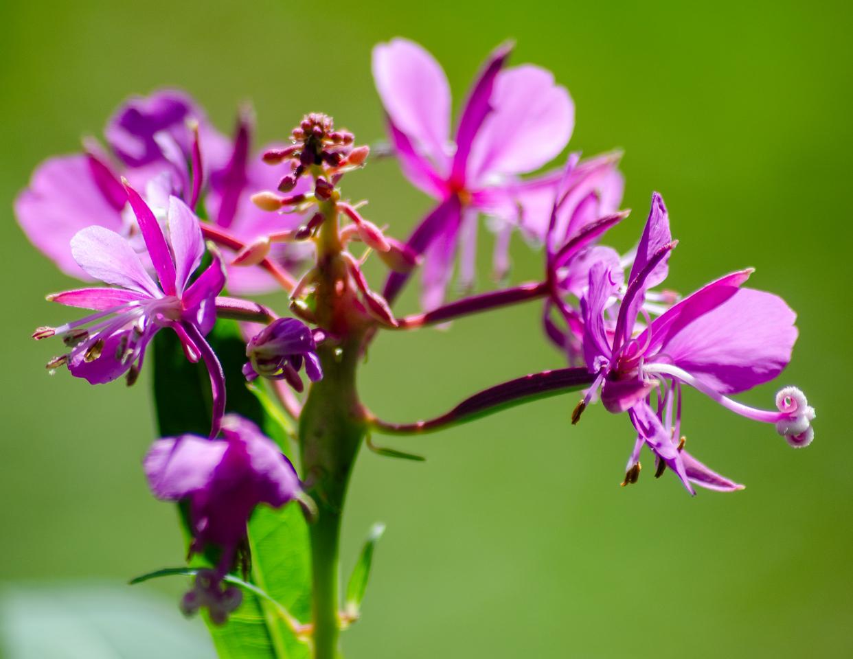 Close-up of bright magenta-pink fireweed flowers in full bloom. The image focuses on several blossoms and buds on a single stem against a blurred green background, revealing details of the petals, stamens, and curled pistils.