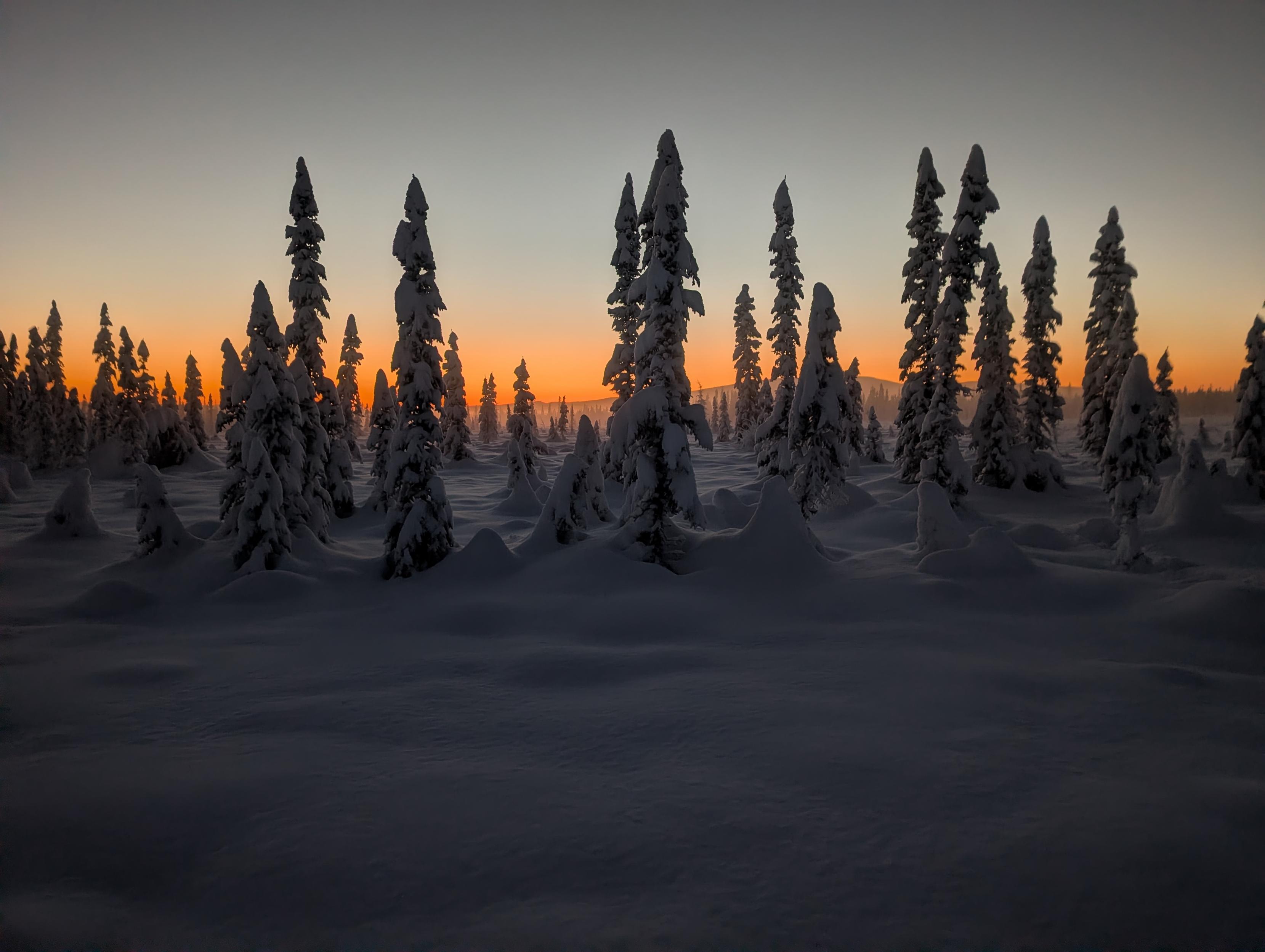 A snow-covered boreal forest at sunset. Tall spruce trees stand widely spaced across a flat, snow-filled landscape. The trees are heavily coated in frost and snow, forming rounded, sculpted shapes. The sky fades from pale gray above to a narrow band of warm orange light near the horizon.