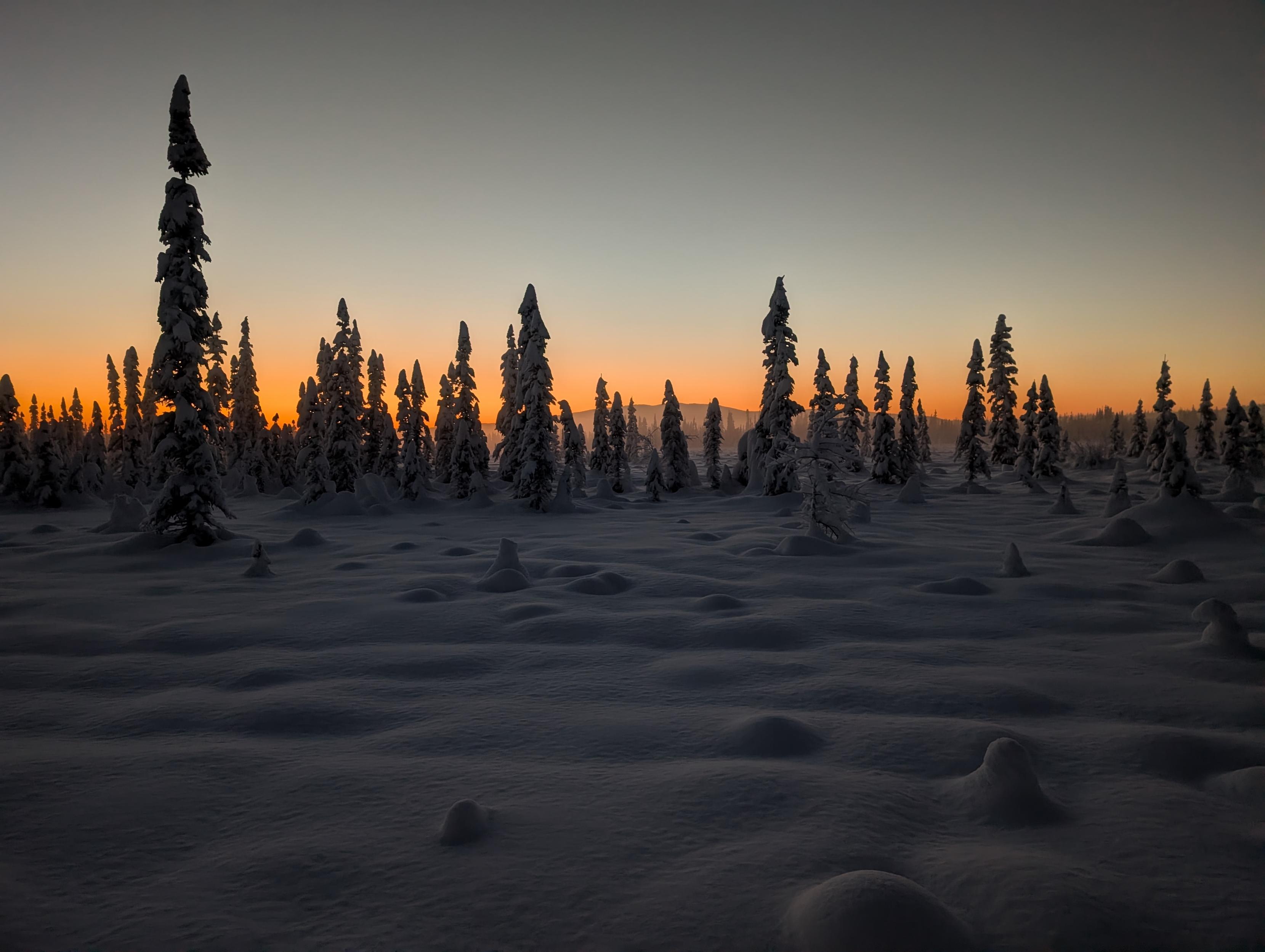 Another view of a frozen spruce forest at sunset. Frost-covered trees rise from deep, wind-sculpted snowdrifts. The low sun casts a thin orange glow along the horizon, while the rest of the sky remains dim and blue-gray. The foreground snow appears smooth with small rounded mounds.