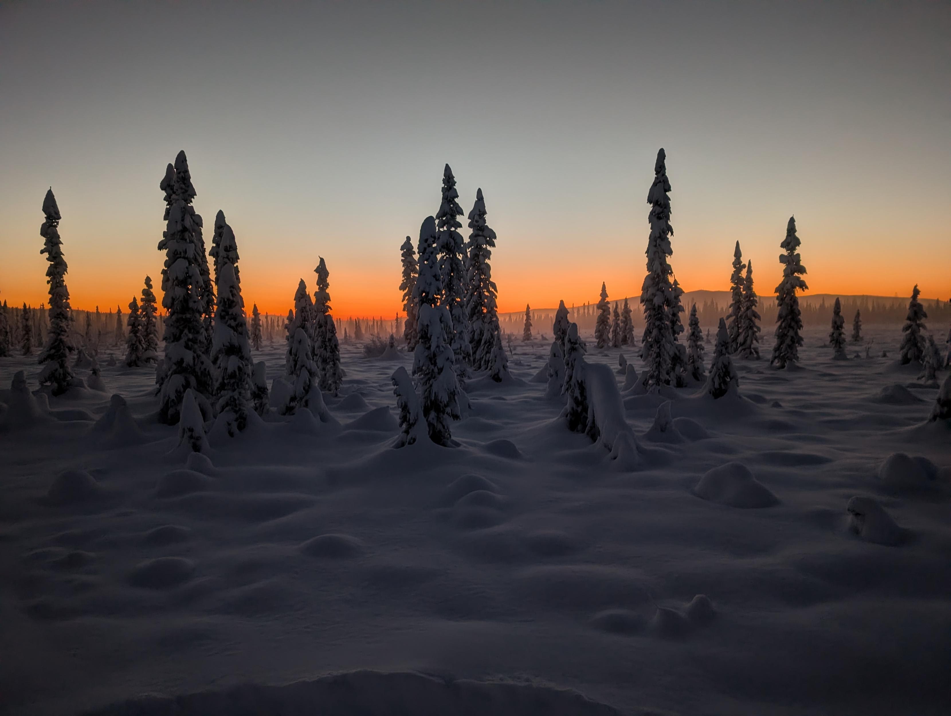 A wide view of a frozen forest at sunset. Snow-covered spruce trees are scattered across a flat landscape with deep, uneven snow. The sky shows a strong band of orange light near the horizon fading upward into pale blue-gray. The scene appears quiet and still, with no movement visible.