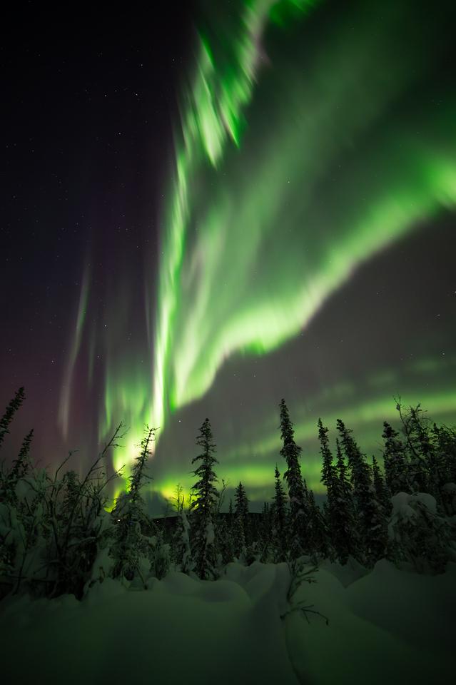 Bright green aurora borealis stretches across the night sky above a snow-covered spruce forest in Fairbanks, Alaska. Tall curtains of light rise sharply from the horizon, forming sweeping arcs and layered bands that glow more intensely near the center of the frame. Dark silhouettes of snow-laden trees stand below the aurora, with uneven snowdrifts visible in the foreground and faint stars scattered through the darker parts of the sky.