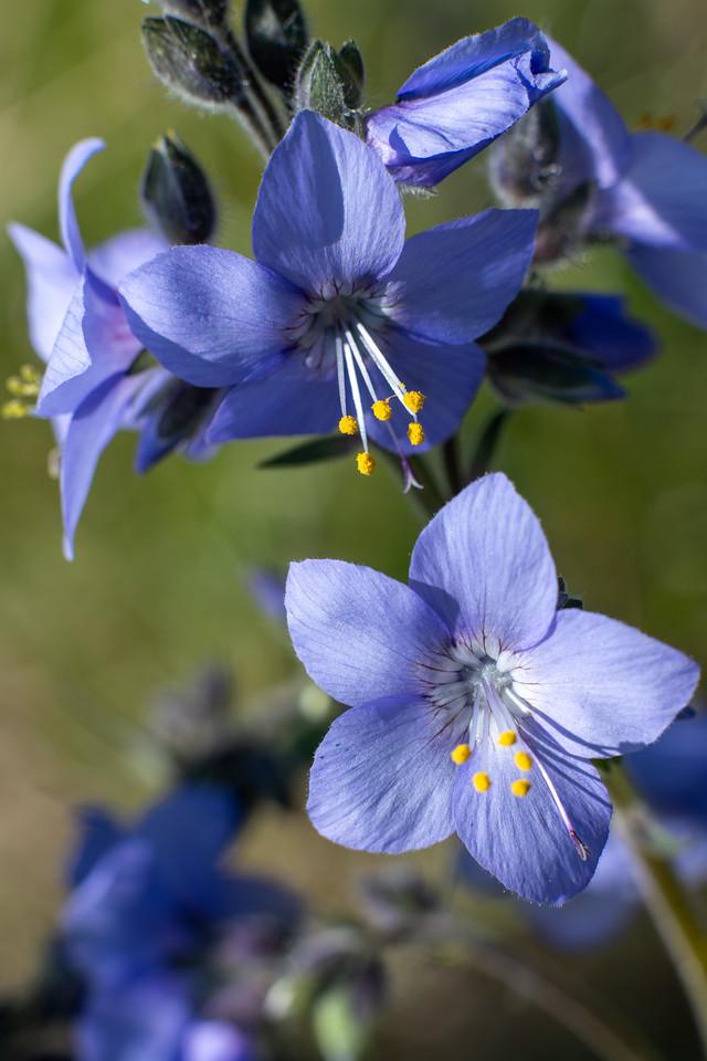 Close-up photograph of Tall Jacob’s Ladder (Polemonium acutiflorum) in bloom. Several blue-violet, five-petaled flowers cluster along a green stem, with each flower showing prominent white filaments tipped with bright yellow anthers. The petals have faint veins radiating from the center. Unopened buds and fuzzy green sepals surround the open flowers. The background is softly blurred in shades of green, isolating the blossoms and emphasizing their color and structure.