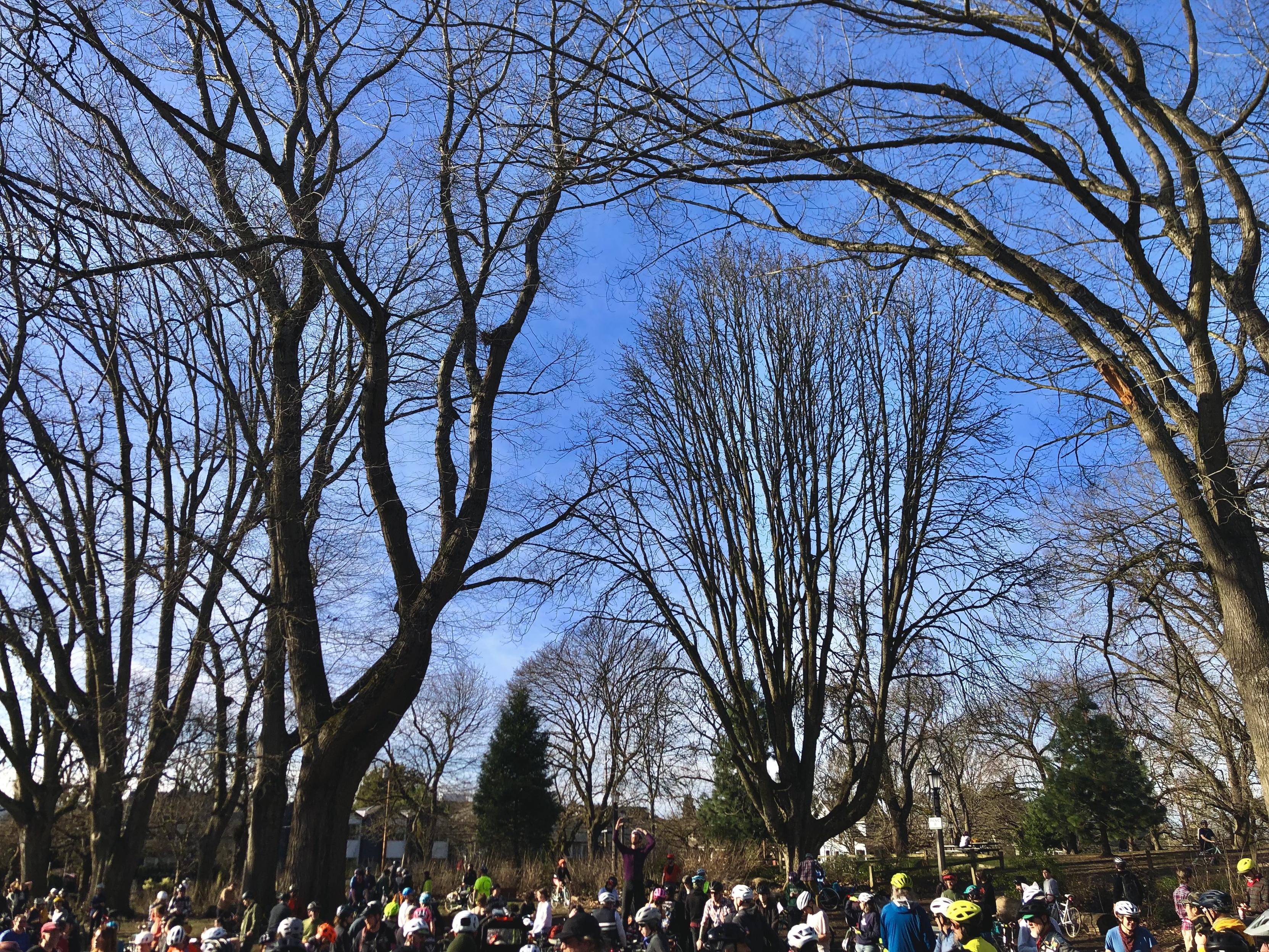 Photo of big trees over a big bike ride
