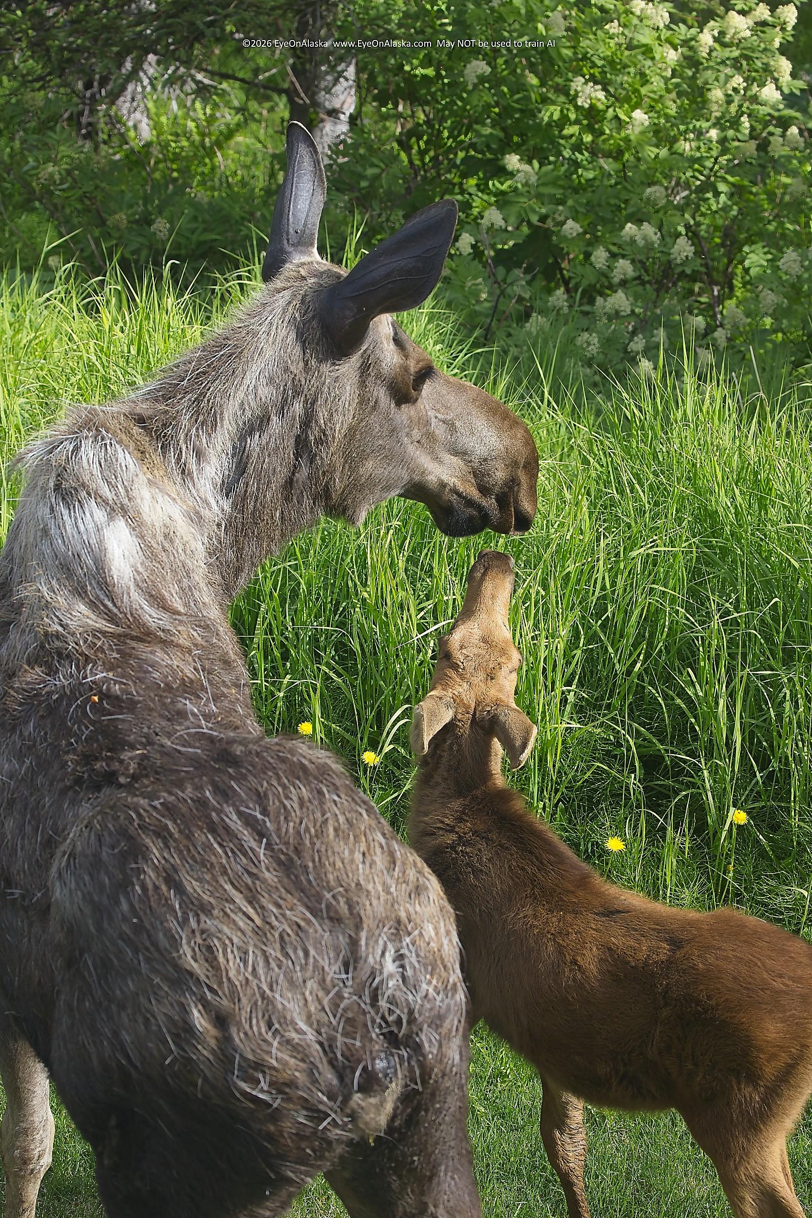 A vertical shot looking down at a grey colored mama moose getting a kiss from her cinnamon colored baby below our bedroom window.  The rest of the picture is filled with bright green foliage and a few bright yellow dandelions.