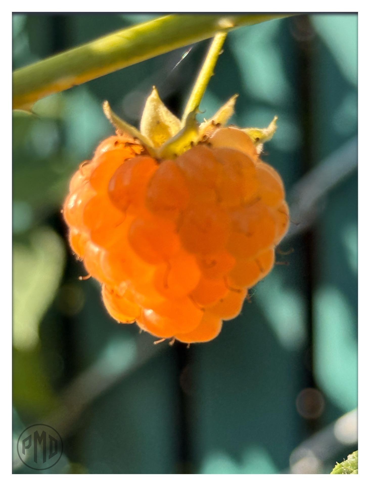 A framed closeup image of a light orange/ gold colored raspberry hanging from a branch. A small sliver of sunlight is hitting a thread of spider silk just above the berry.